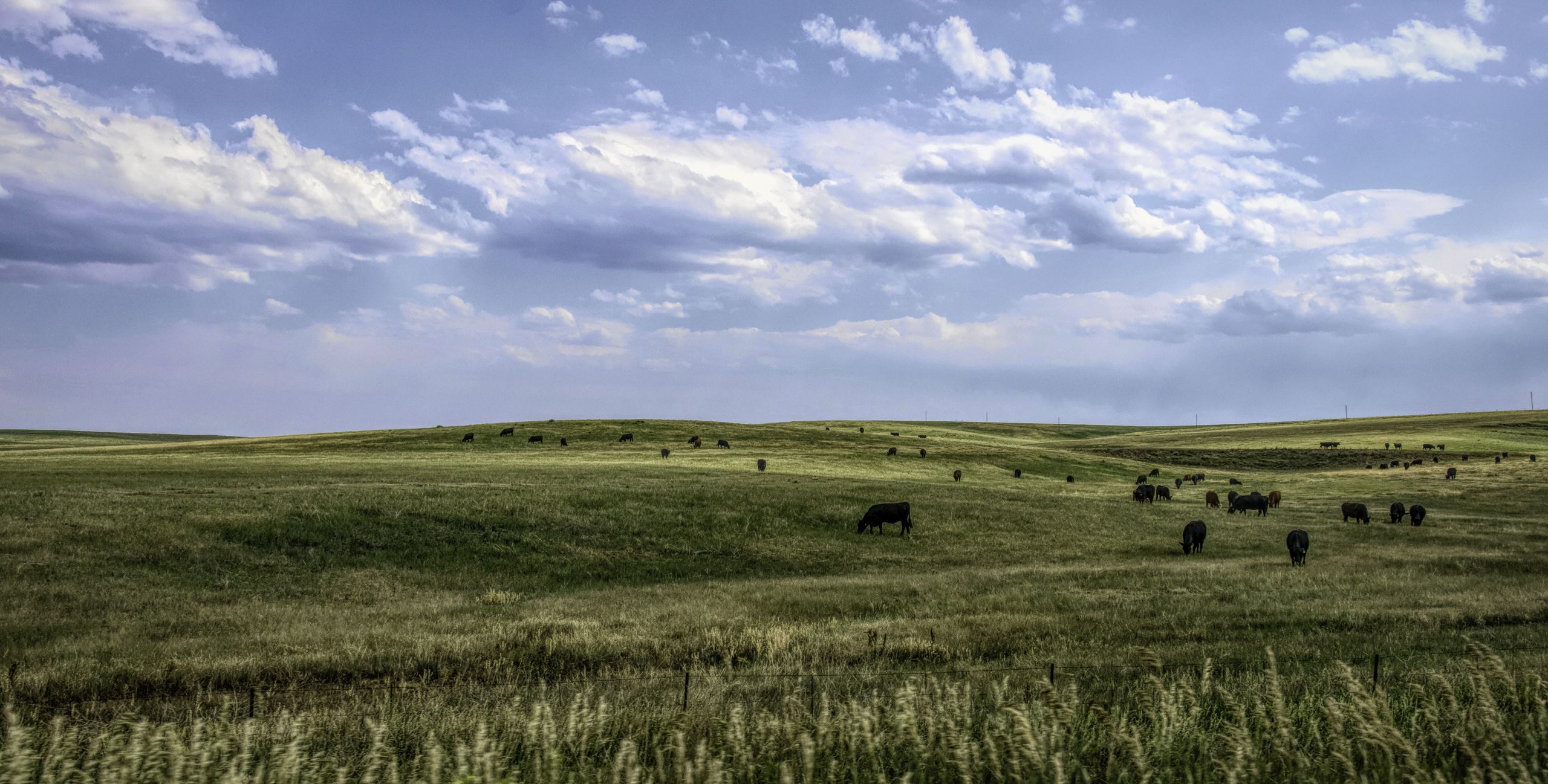 Cows eating in a field